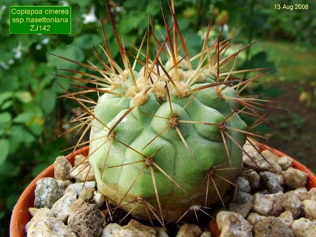 Copiapoa _cinerea _ssp.haseltoniana _ZJ142_ 01